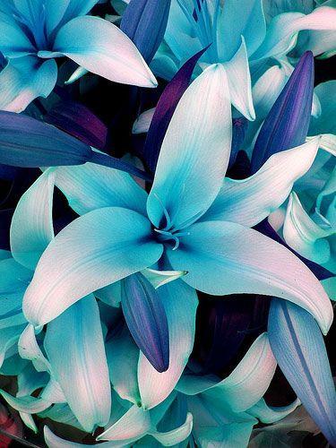 Featured Flower - Lily