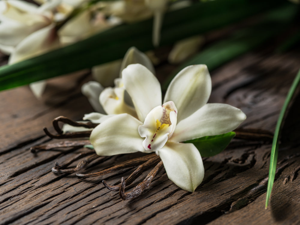 The Popular Scent of Vanilla
