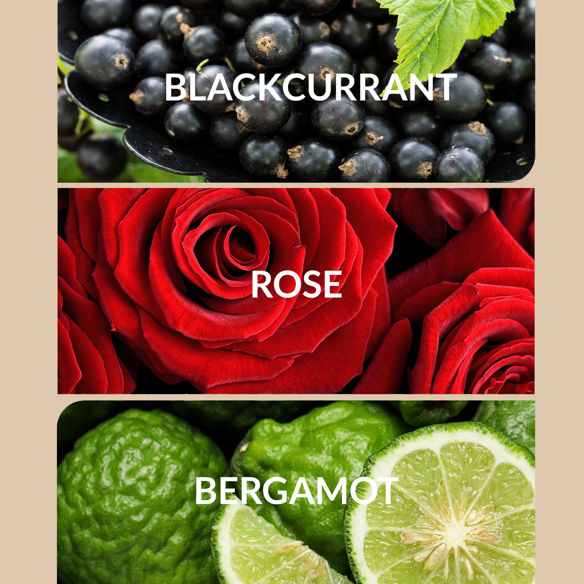 Regular / 30mL — Free Diffuser