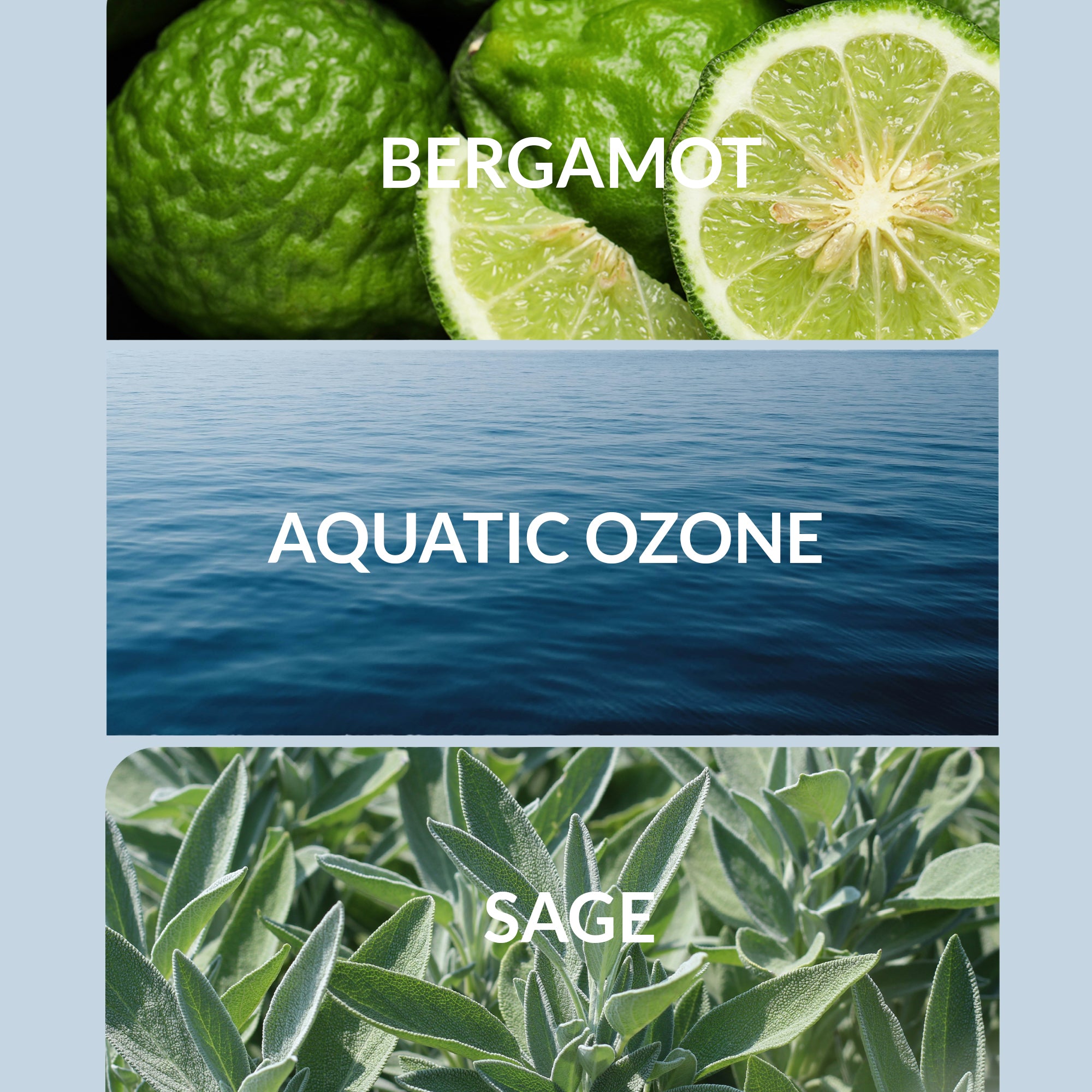 Regular / 30mL — Free Diffuser